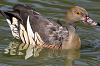 img_0429_dendrocygne_d_eyton_28_06_11_mini.png