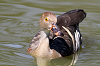 img_0432_dendrocygne_d_eyton_28_06_11_mini.png