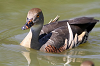 img_0436_dendrocygne_d_eyton_28_06_11_mini.png