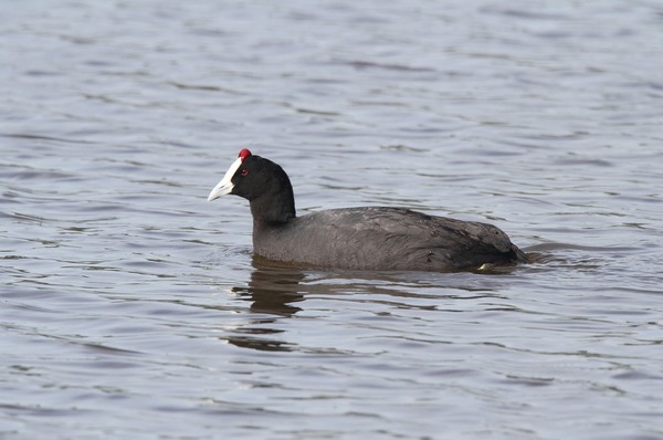 img 0716 foulque caroncule 11 02 11