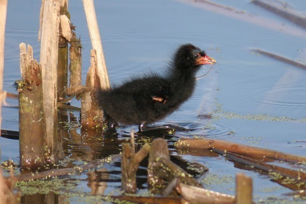 img 1961 galinule poule d eau juvenile 24 04 10