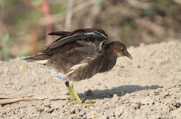 img 7705 gallinule poule d eau juvenile 09 12 14