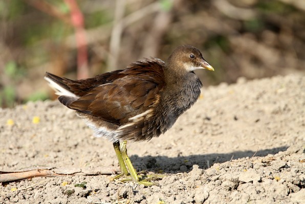 img 7706 gallinule poule d eau juvenile 09 12 14