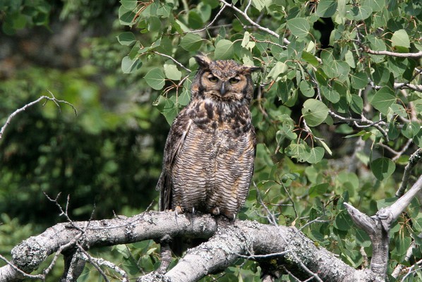 img 5463 hibou grand duc d amerique  09 07 10