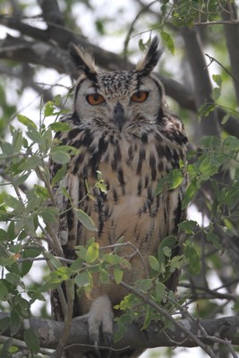 img 8112 grand duc indien bubo bengalensis 29 11 14