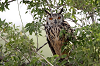 img_3223_hibou_grand_duc_d_asie_29_11_14_mini.png