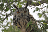 img_8100_grand_duc_indien_bubo_bengalensis_29_11_14_mini.png