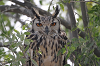 img_8111_grand_duc_indien_bubo_bengalensis_29_11_14_mini.png