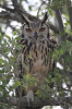 img_8112_grand_duc_indien_bubo_bengalensis_29_11_14_mini.png