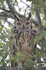 img_8113_grand_duc_indien_bubo_bengalensis_29_11_14_mini.png