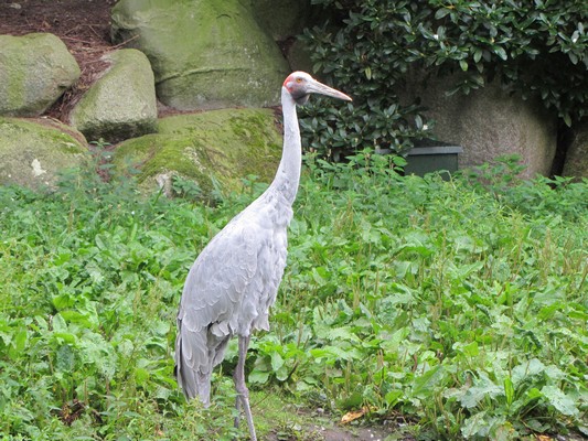 img 1203 grue brolga 08 14