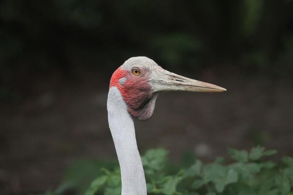 img 2039 grue brolga 08 14