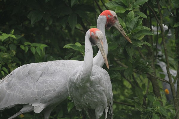 img 4585 grue brolga  grus rubicunda  08 14