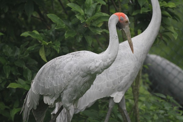 img 4586 grue brolga  grus rubicunda  08 14