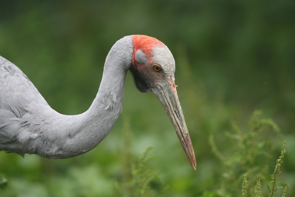 img 4592 grue brolga  grus rubicunda  08 14