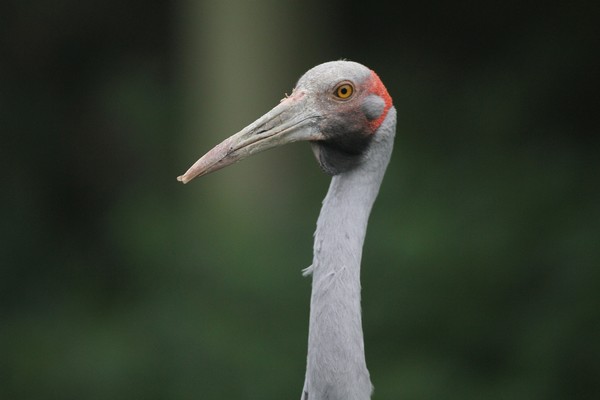 img 4598 grue brolga  grus rubicunda  08 14