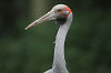 img_4595_grue_brolga__grus_rubicunda__08_14_mini.png