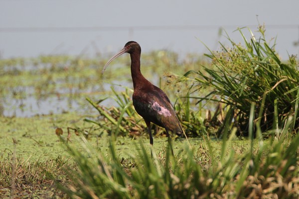 img 7370 ibis de ridgway 22 09 16