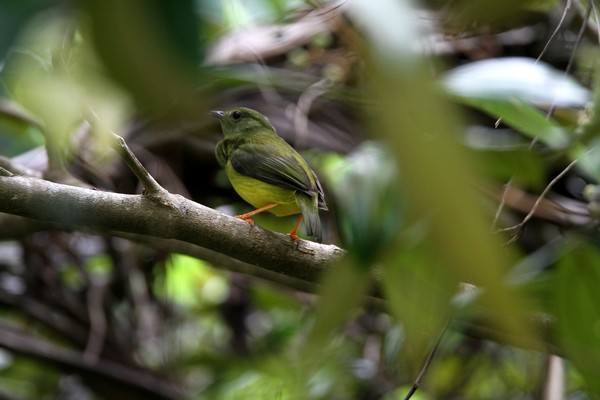 img 2879 manakin a col blanc femelle