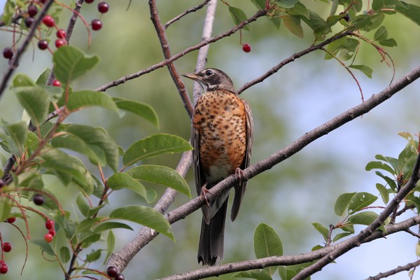 img 7224 merle d amerique juvenile  20 07 10