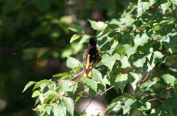 img 2884 oriole de baltimore 01 07 10