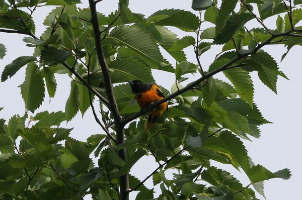 img 6639 oriole de baltimore 15 07 10