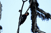 img_4040_pic_a_plastron_rouge_dendrocopos_cathpharius_08_11_14_mini.png