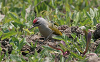 pic_cendre_(picus_canus)_04_05_06.4_mini.png