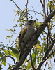 pic_cendre_(picus_canus)_04_05_06_mini.png