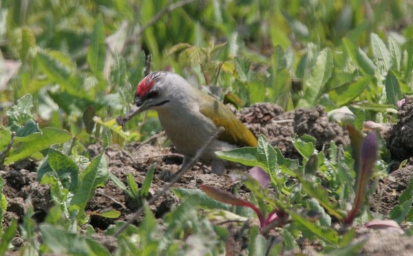 pic cendre (picus canus) 04 05 06 4