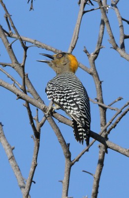 img 3670 pic elegant male melanerpes chrysogenys phase sombre 05 11 11