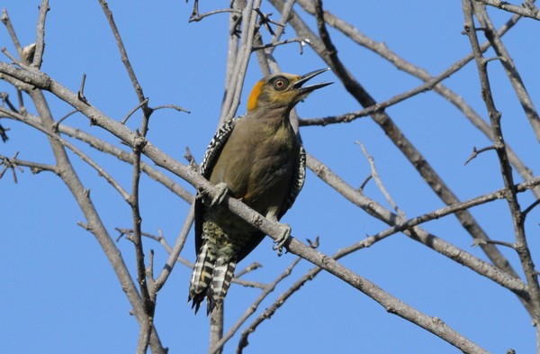 img 3677pic elegant male melanerpes chrysogenys phase sombre 05 11 11