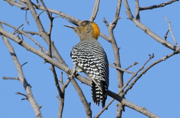 img 3673 pic elegant male melanerpes chrysogenys phase sombre 05 11 11