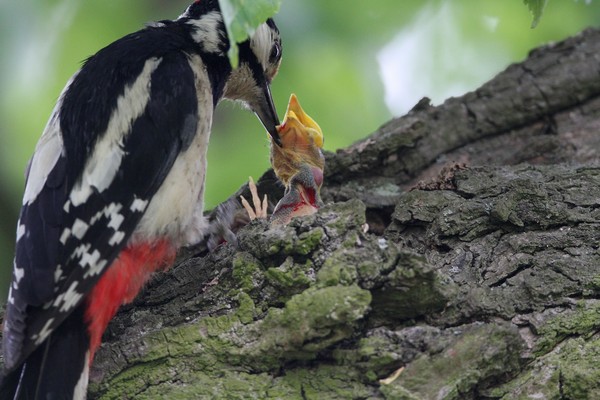 img 9688 pic epeiche et oiseau 15 05 11