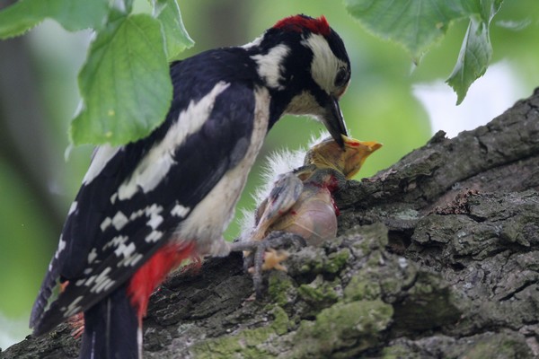 img 9690 pic epeiche et oiseau 15 05 11