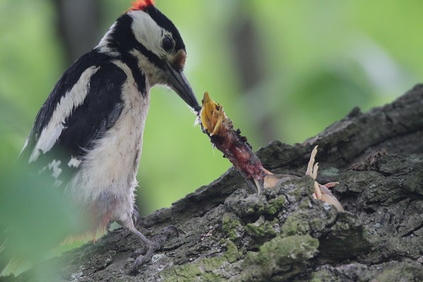 img 9714 pic epeiche et oiseau 15 05 11