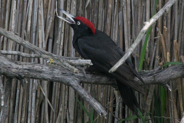 pic noir ( dryocopus martius) 07 05 06