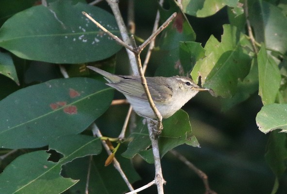 1z4a1170 pouillot verdatre seicercus trochiloides obscuratus 30 01 2020