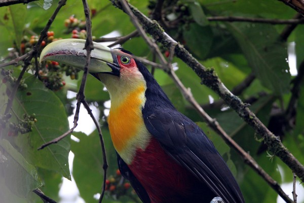 img 3452 toucan a ventre rouge 02 16