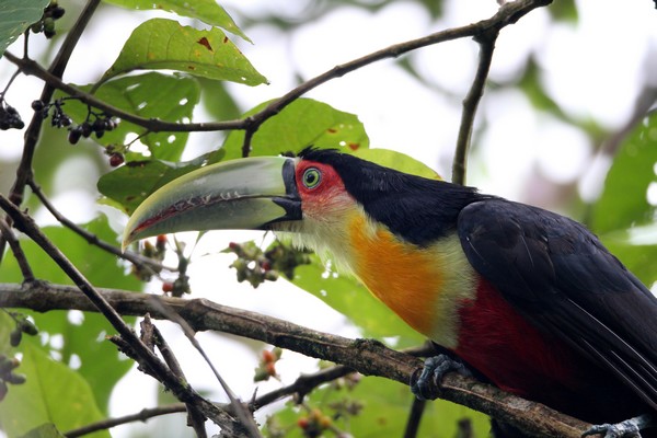 img 3454 toucan a ventre rouge 02 16