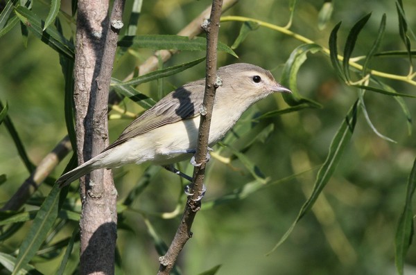 img 0167 vireo melodieux 28 07 10