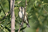 img_0166_vireo_melodieux_28_07_10_mini.png
