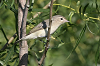 img_0167_vireo_melodieux_28_07_10_mini.png