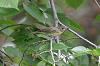 img_9395_vireo_melodieux_27_07_10_mini.png