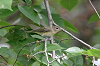 img_9397_vireo_melodieux_27_07_10_mini.png