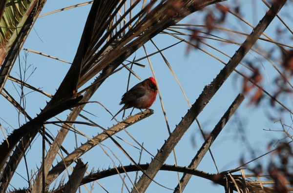 img 8192 aeaguira rougeatre 26 09 16