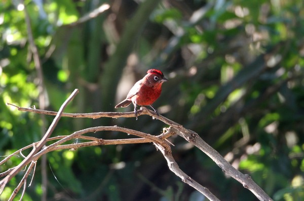 img 8373 aeaguira rougeatre 26 09 16