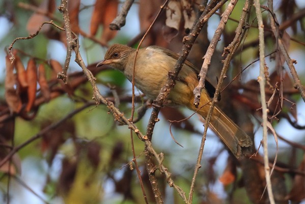 1z3a0216 bulbul de conrad pycnonotus conradi 22 01 2020