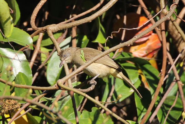 1z4a0623 bulbul de conrad pycnonotus conradi 25 01 2020