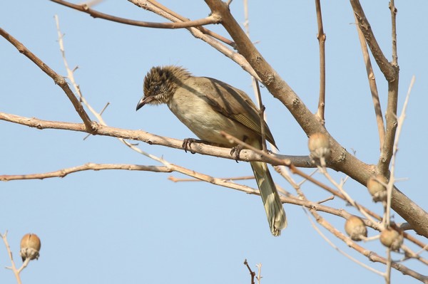 1z4a1973 bulbul de conrad pycnonotus conradi 07 02 2020